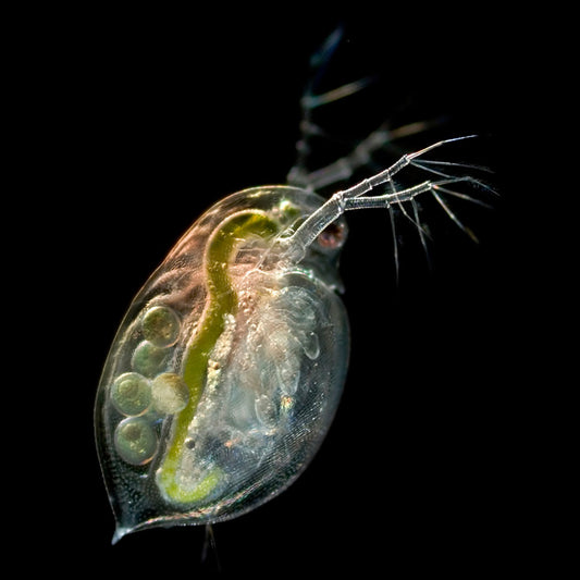 DAPHNIA CULTURE - LIVE FOOD FOR NANO FISH OR FRY