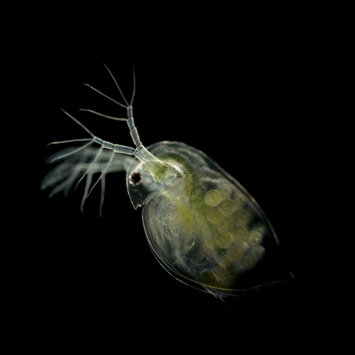 DAPHNIA CULTURE - LIVE FOOD FOR NANO FISH OR FRY