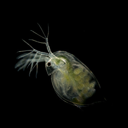 DAPHNIA CULTURE - LIVE FOOD FOR NANO FISH OR FRY