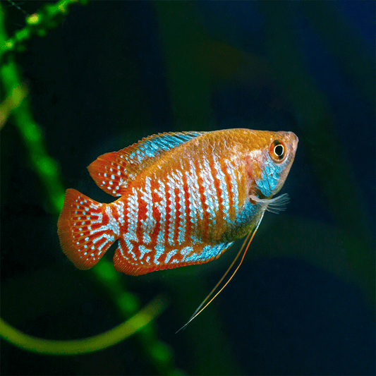 DWARF GOURAMI | TRICHOGASTER LALIUS