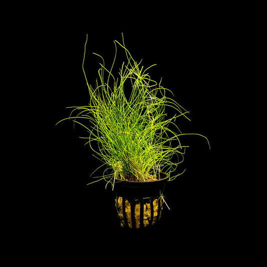 DWARF HAIRGRASS - ELEOCHARIS PARVULA