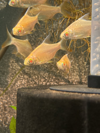 Albino tinfoil barb (large