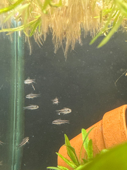 Pygmy Cory (Corydoras pygmaeus)