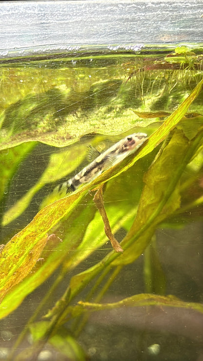 Panda Garra (Garra flavatra)