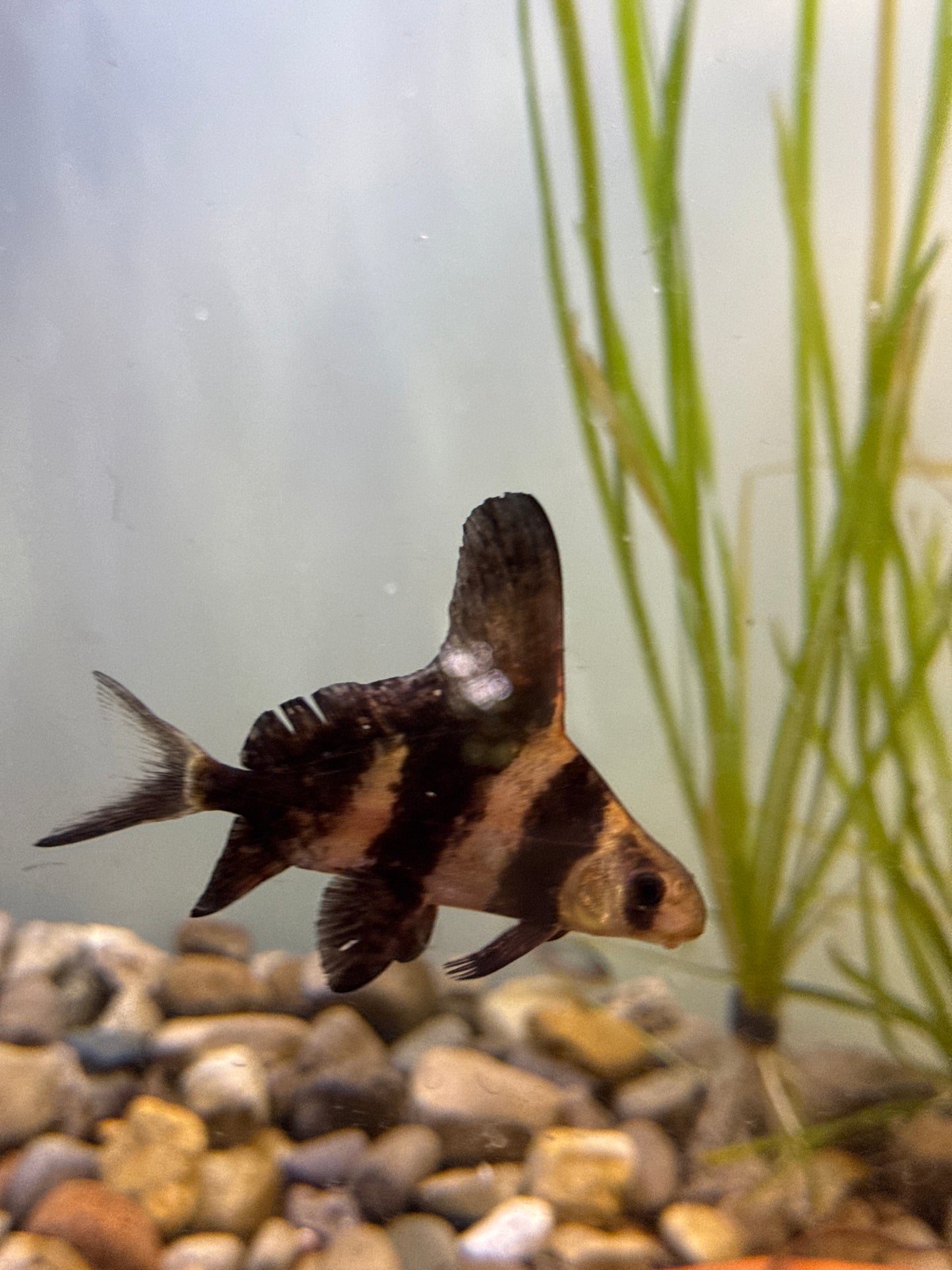 High-Fin Banded Shark (Myxocyprinus asiaticus)