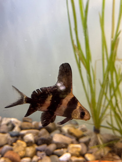 High-Fin Banded Shark (Myxocyprinus asiaticus)