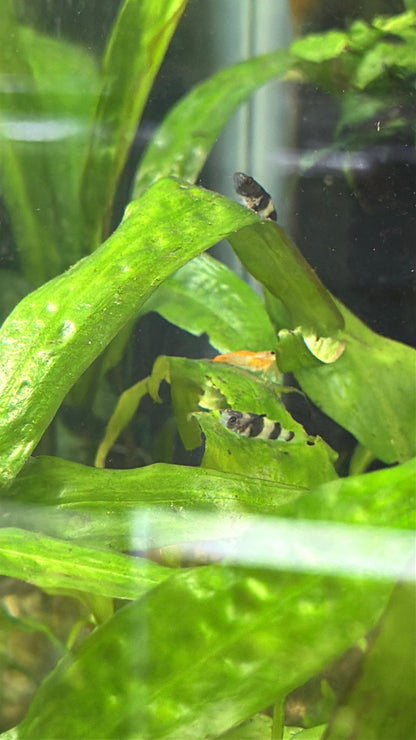 Bumblebee Goby (Brachygobius xanthozonus)