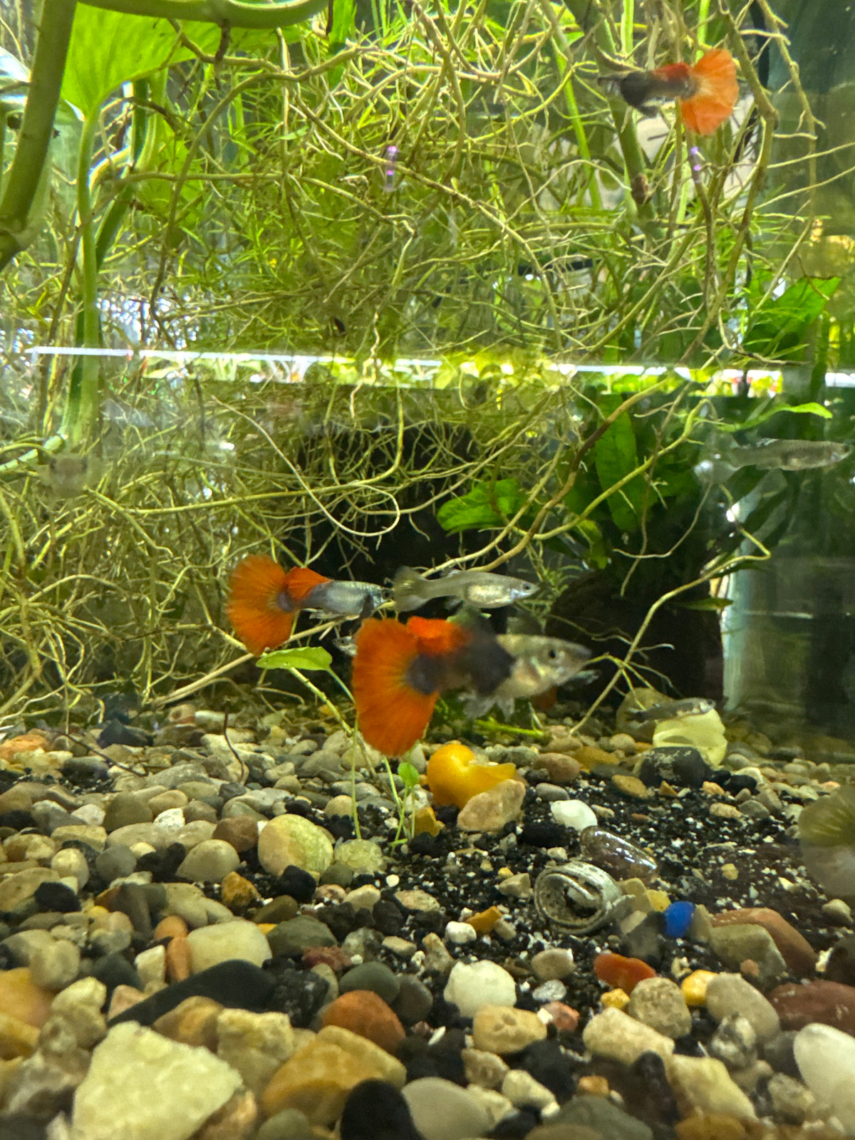 Dumbo half moon redtail guppies (3) trio male and two females (Copy)