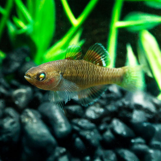 EMPIRE GUDGEON | HYPSELEOTRIS COMPRESSA