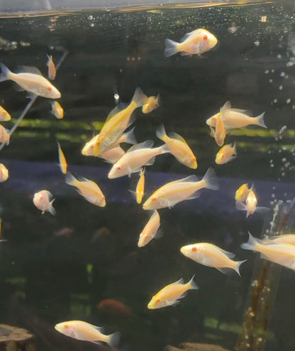 Albino Eye Biter ( Rare Cichlid )