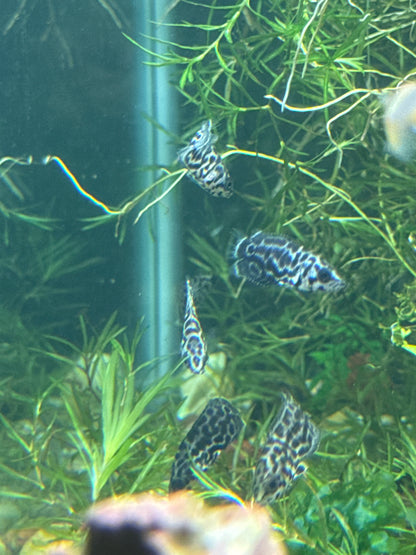 Leopard Ctenopoma 1”