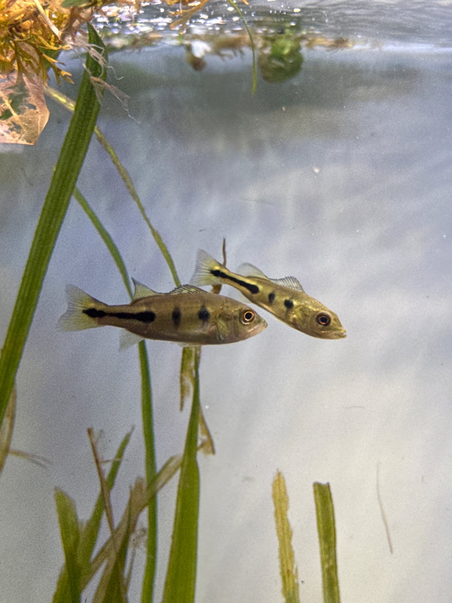 Peacock Bass (Cichla spp.) 2”