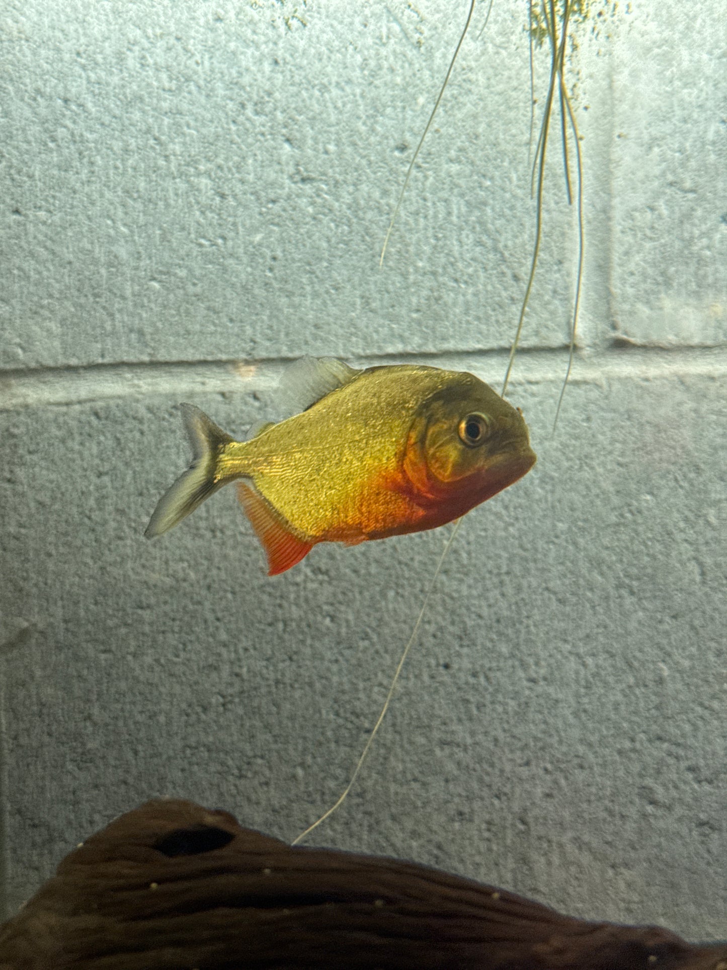 Red-Bellied Piranha (Pygocentrus nattereri)