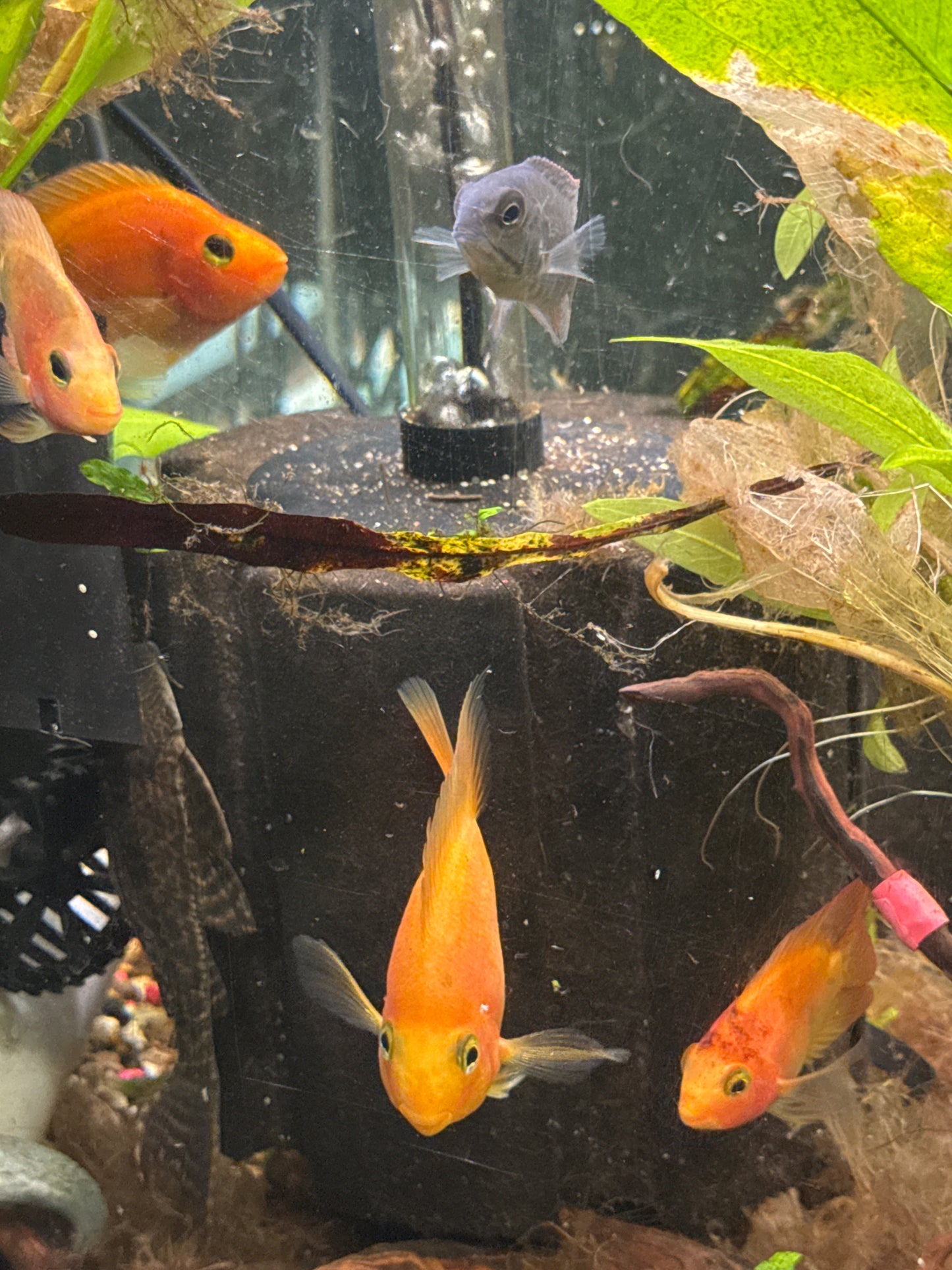 Blood Parrot Cichlid (Amphilophus citrinellus × Vieja spp. hybrid)