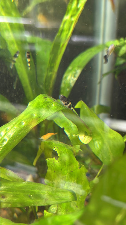 Bumblebee Goby (Brachygobius xanthozonus)