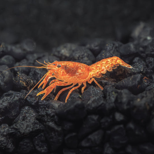 DWARF ORANGE MEXICAN CRAYFISH | CAMBARELLUS PATZCUARENSIS
