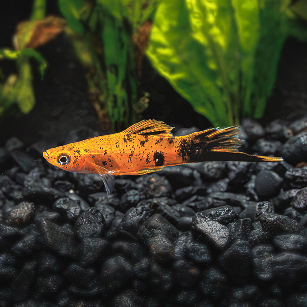 BERLIN SWORDTAIL | XIPHOPHORUS HELLERI