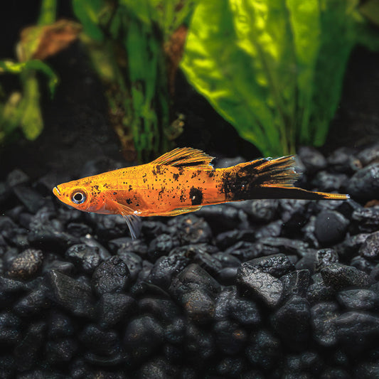 BERLIN SWORDTAIL | XIPHOPHORUS HELLERI