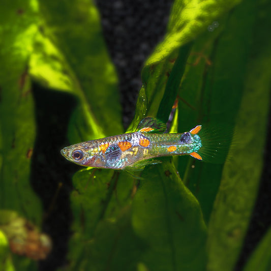 BLACK BAR ENDLER