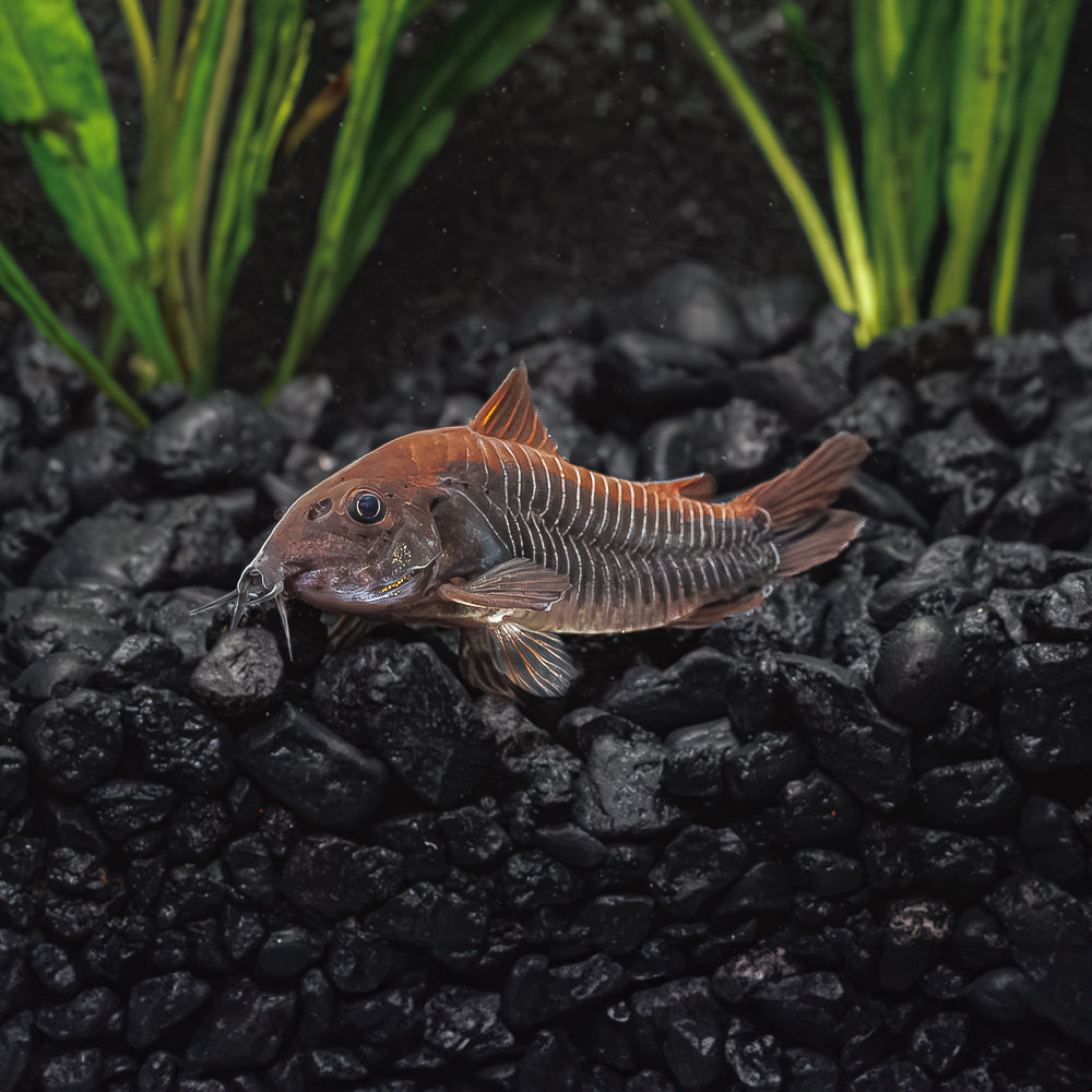 BLACK VENEZUELA CORY CATFISH | CORYDORAS SCHULTZEI
