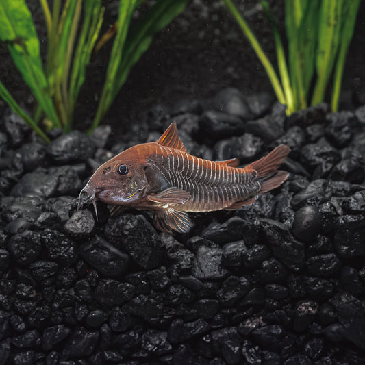 BLACK VENEZUELA CORY CATFISH | CORYDORAS SCHULTZEI