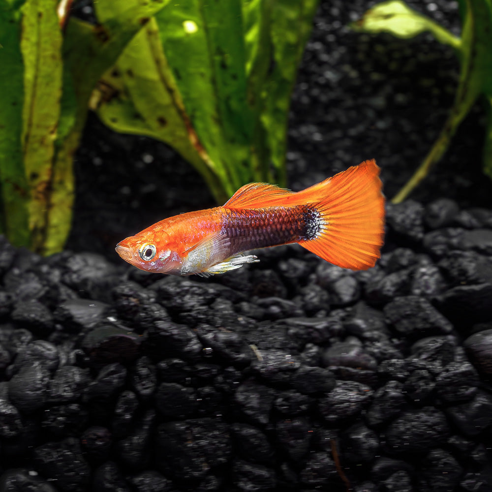 BLONDE TUXEDO GUPPY