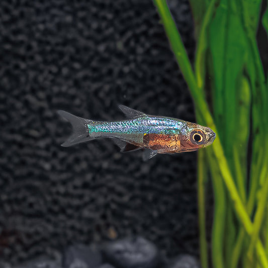BLUE AXELRODI RASBORA | SUNDADANIO AXELRODI
