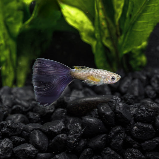 BLUE DELTA GUPPY
