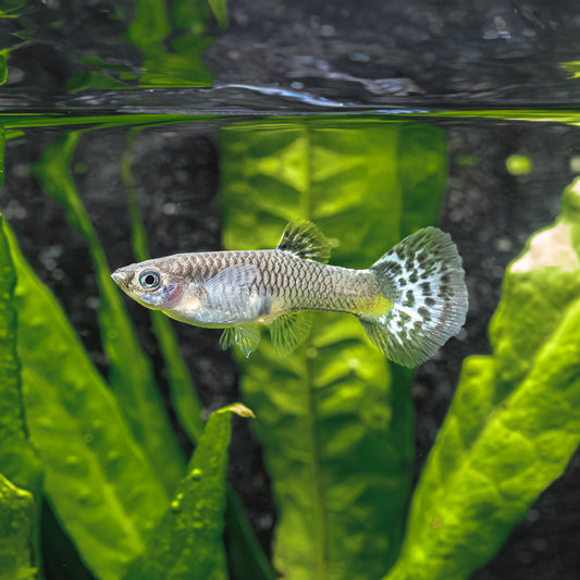 BLUE GLASS GUPPY | POECILIA RETICULATUS