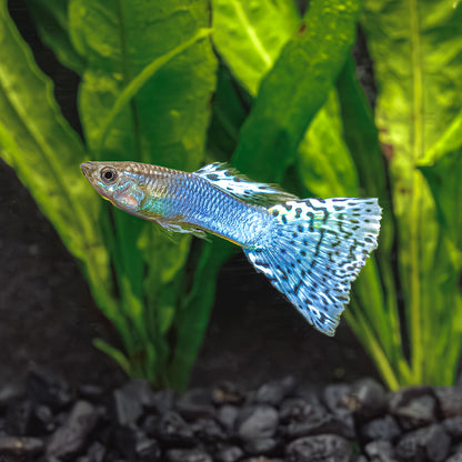 BLUE GLASS GUPPY | POECILIA RETICULATUS
