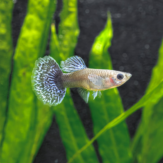 BLUE METAL DRAGON GUPPY
