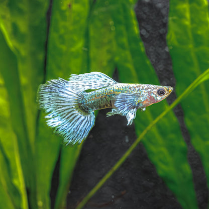 BLUE METAL DRAGON GUPPY