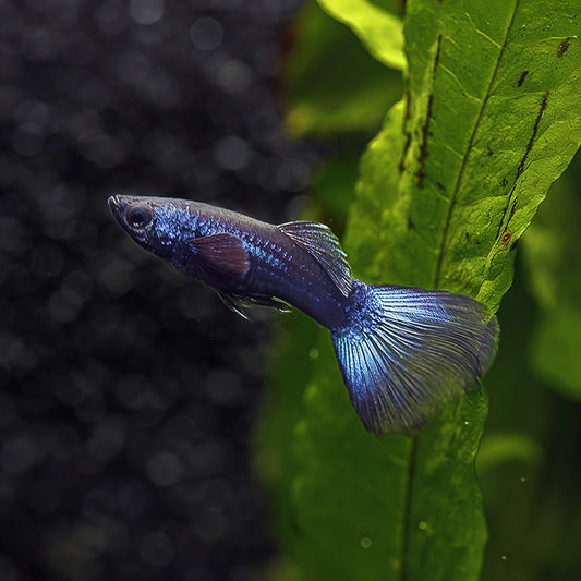 BLUE MOSCOW GUPPY