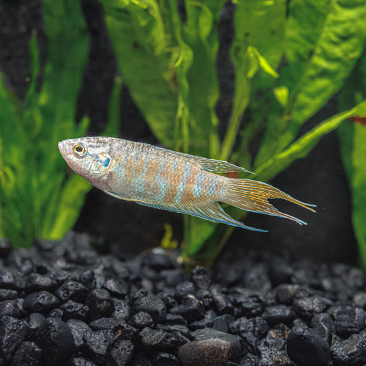 BLUE PARADISE GOURAMI | MACROPODUS OPERCULARIS