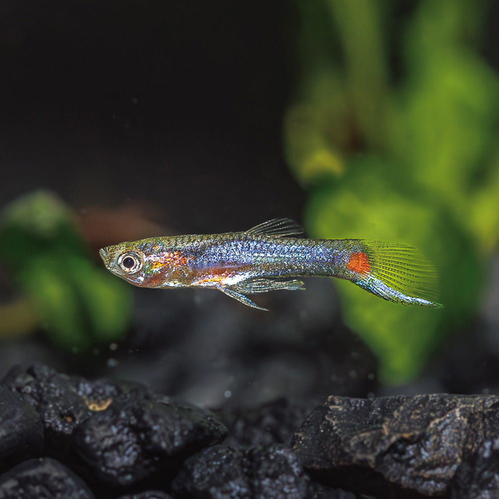BLUE STAR ENDLER