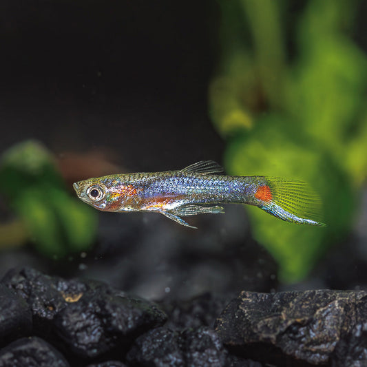 BLUE STAR ENDLER