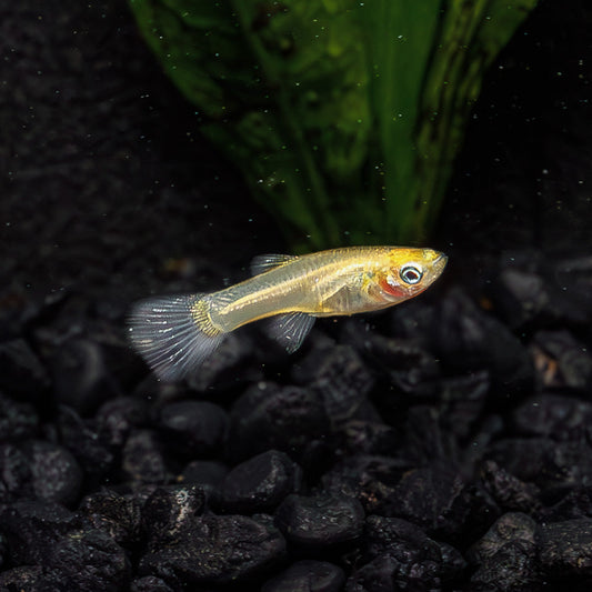 CALICO ENDLER | POECILIA WINGEI