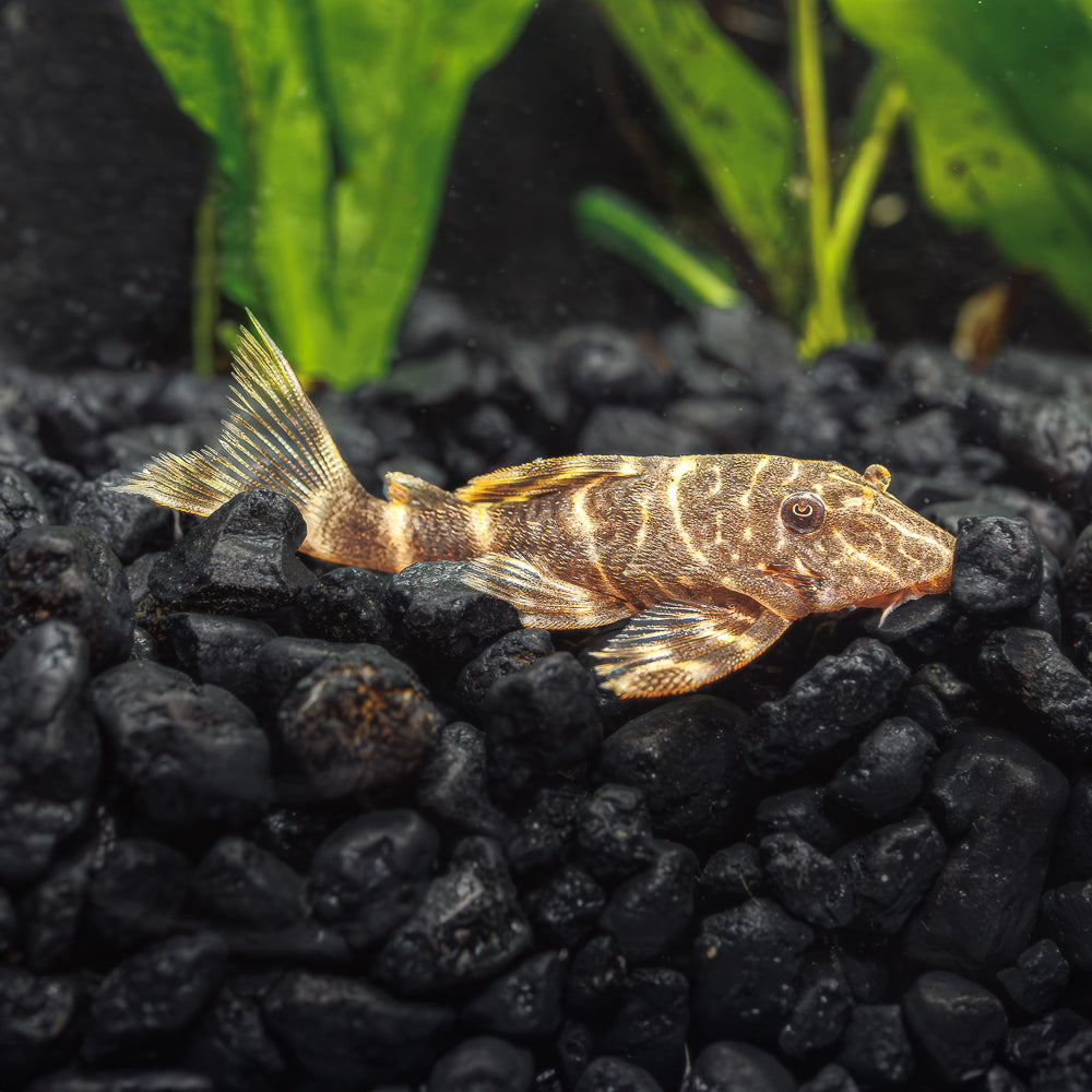 CLOWN PLECO L103 | PANAQOLUS MACCUS
