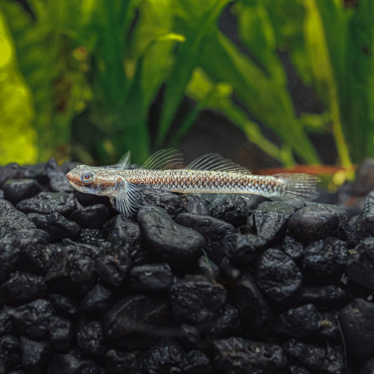 COBALT BLUE DWARF GOBY | STIPHODON SEMONI