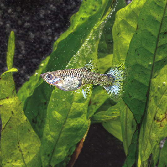 DUMBO EAR MOSAIC GUPPY