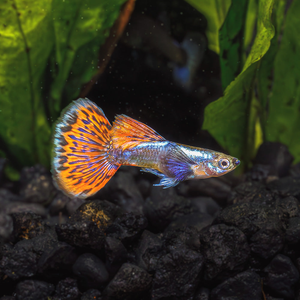 DUMBO EAR MOSAIC GUPPY