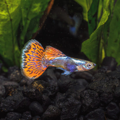 DUMBO EAR MOSAIC GUPPY