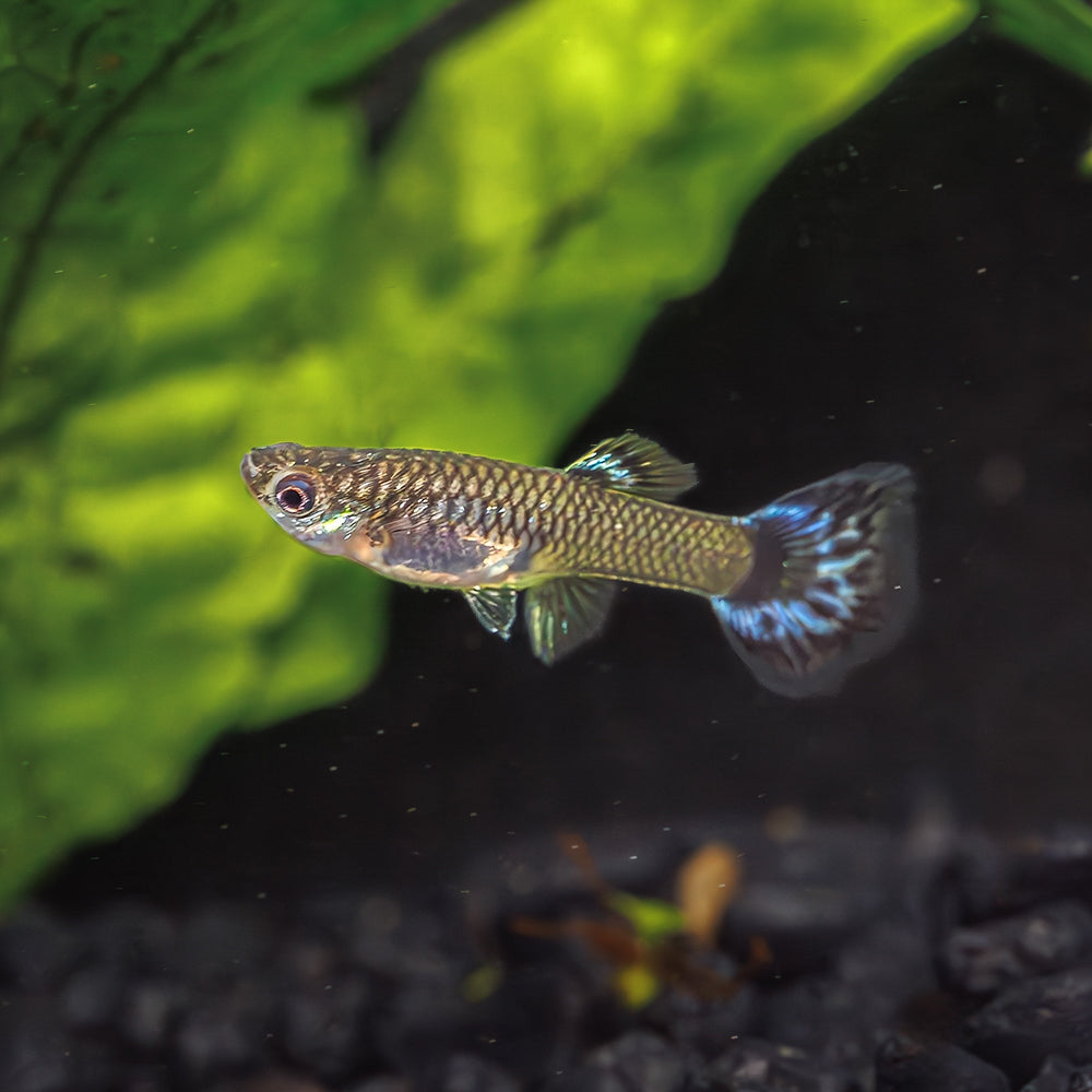 DUMBO EAR RED BROWN MOSAIC GUPPY