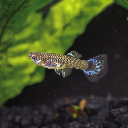 DUMBO EAR RED BROWN MOSAIC GUPPY