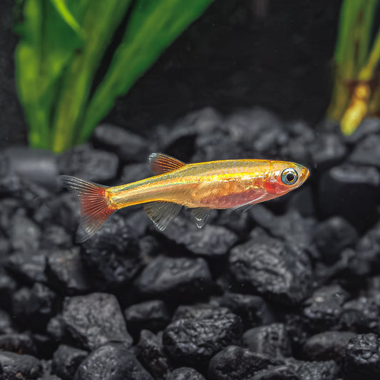 GOLD WHITE CLOUD MINNOW