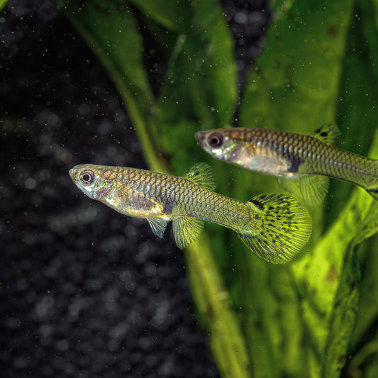 GREEN COBRA GUPPY