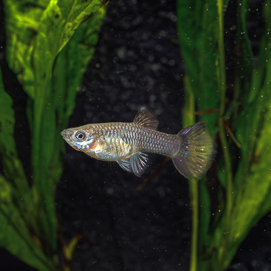 GREEN MOSCOW GUPPY | POECILIA RETICULATUS