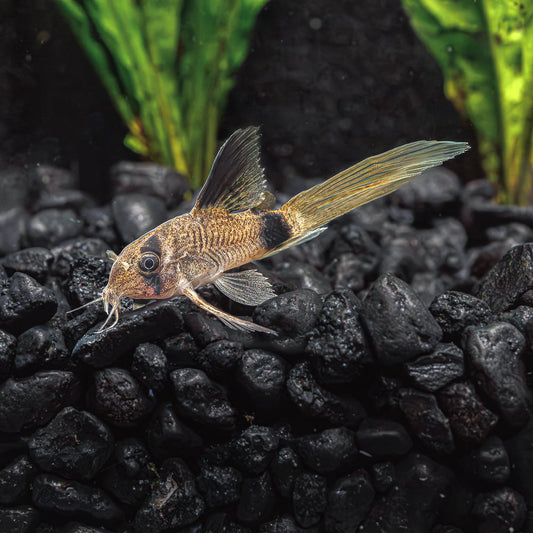 LONGFIN PANDA CORY | CORYDORAS PANDA
