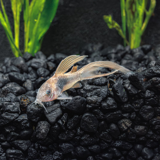 GREEN CORY LONGFIN