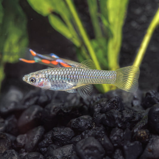ENDLER'S LIVEBEARER | POECILIA WINGEI